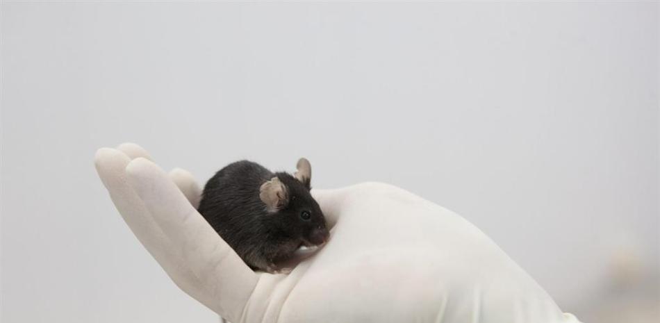Archivo - Prueban con éxito en ratones una vacuna de ARNm para la inmunoterapia contra el cáncer - INSTITUTE FOR BIOMEDICAL PROBLEMS, MOSCOW