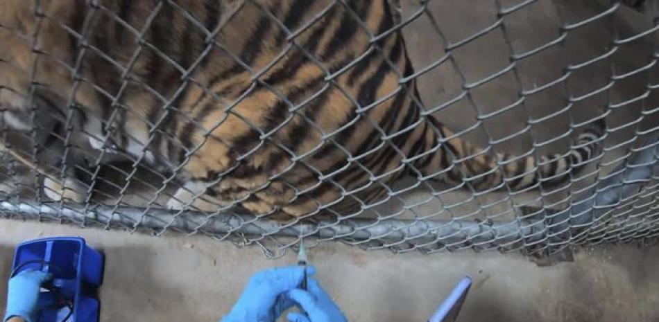 En esta imagen publicada por el zoológico de Oakland, un tigre recibe una vacuna COVID-19 en el zoológico de Oakland en Oakland, California. Los tigres están entrenados para presentarse voluntariamente para procedimientos médicos menores, incluidas las vacunas COVID-19. (Zoológico de Oakland vía AP)