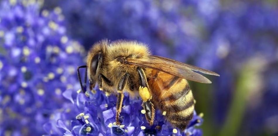 1.- Abeja recolectando polen (CSIRO) Foto: David McClenaghan).
