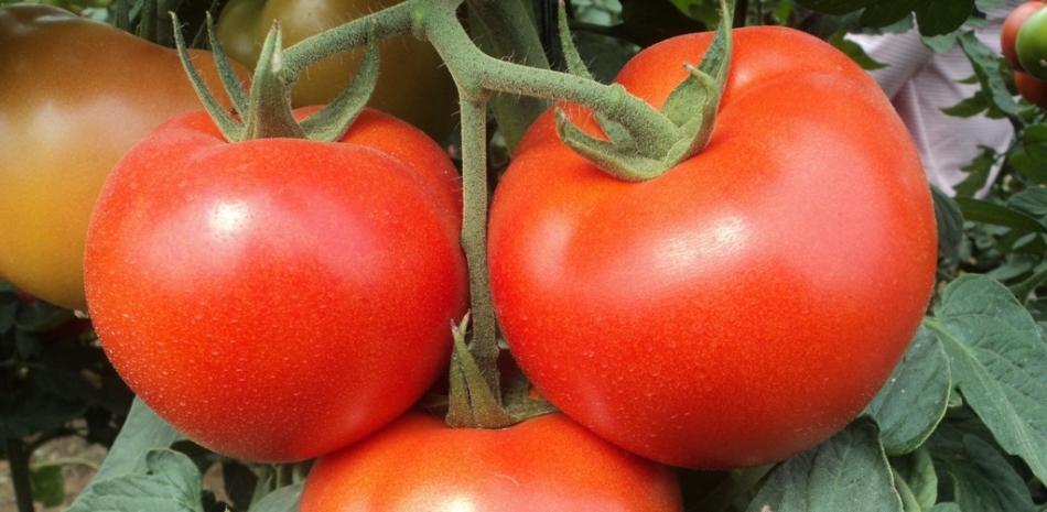 Tomates.

Foto: ASAJA