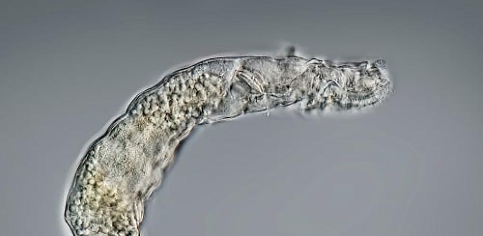 1.-Rotífero bdeloideo del género Adineta recuperado del permafrost, vista lateral (foto Michael Plewka, www.plingfactory.de).