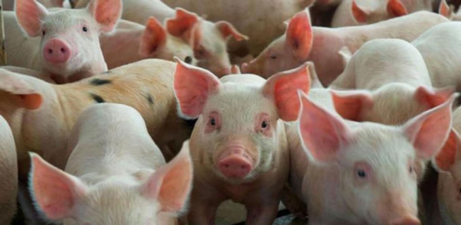 La producción de cerdos más afectada es la del Noroeste.