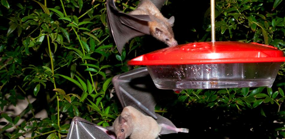 En esta fotografía de 2013 proporcionada por el Servicio Federal de Pesca y Vida Silvestre de Estados Unidos, se muestra murciélagos de hocico largo durante un proyecto de monitoreo de murciélagos en el sur de Arizona.

Foto: Richard Spitzer / Servicio Federal de Pesca y Vida Silvestre de Estados Unidos vía AP