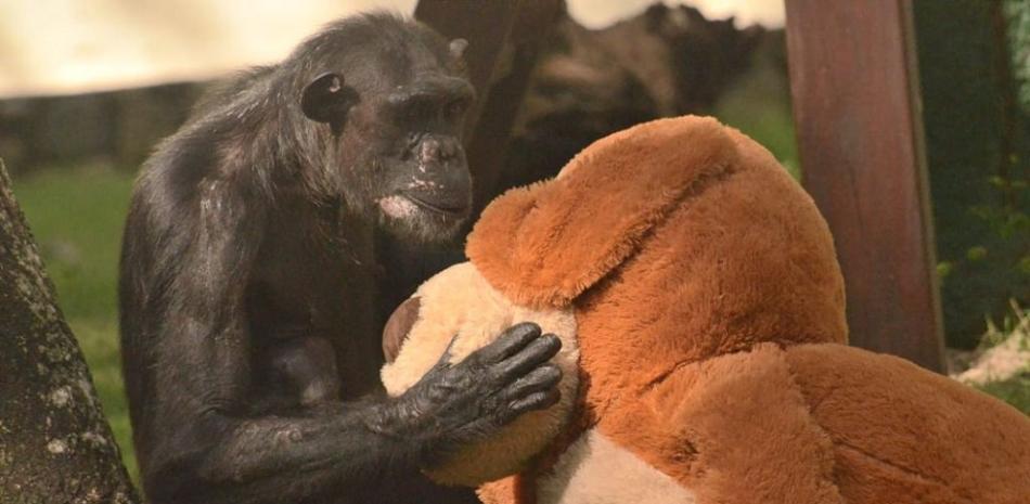A Linda le proporcionan un peluche y pelotas como parte de su cuidado. La chimpancé padece una condición que no le permite desarrollar masa muscular. ©Cortesía Zoodom