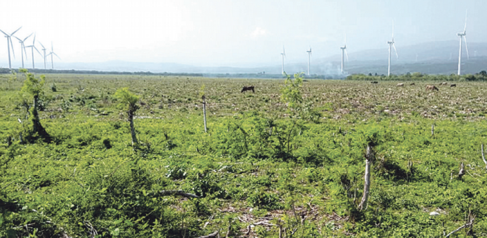 Terrenos del proyecto de Juancho están abandonados.