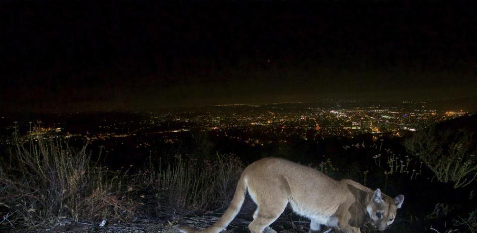 En imagen del 10 de julio de 2016, una leona de montaña de edad adulta es fotografiada con una cámara con sensor de movimiento en las Montañas Verdugos del condado Los Ángeles, California. (Servicio de Parques Nacionales de Estados Unidos vía AP)