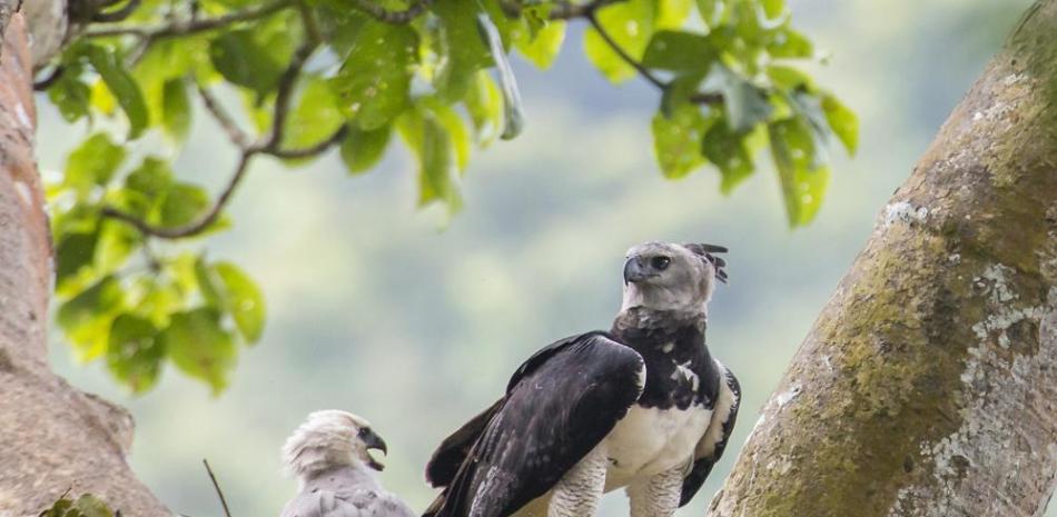 En esta imagen de junio de 2013 cortesía de Carlos Navarro, se ve un ejemplar hembra de águila harpía y su cría en un nido en la provincia del Darién, Panamá. (Carlos Navarro via AP)