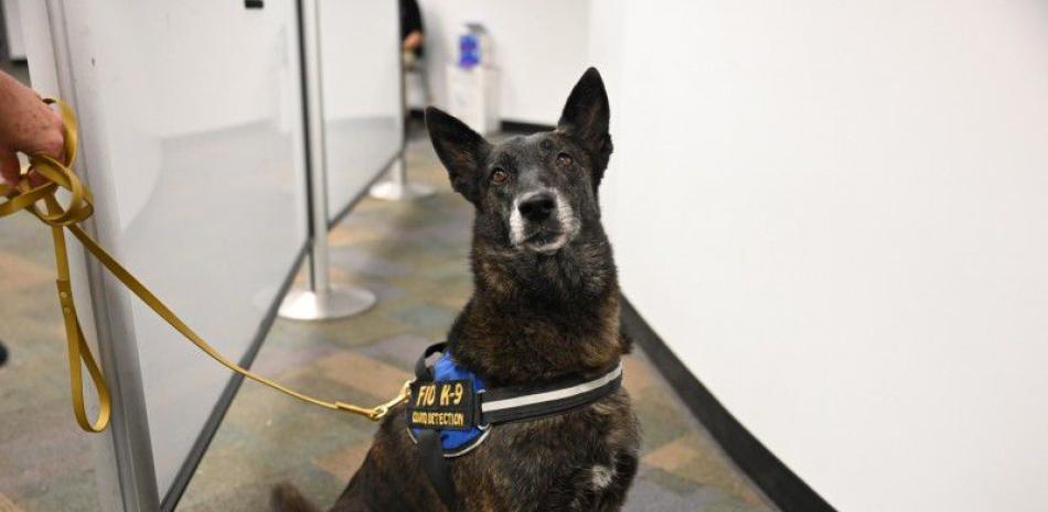 “One Berta” uno de los perros entrenados para detección del coronavirus en humanos.