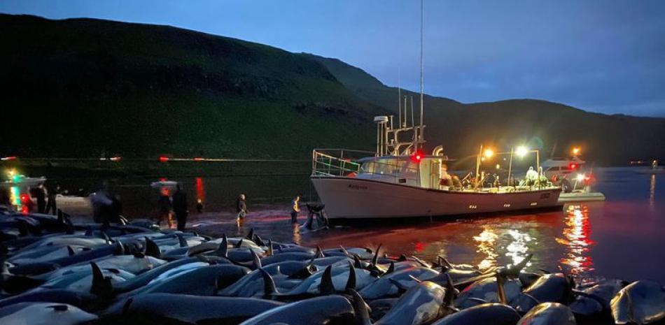 La exhibición de los cuerpos de los delfines cazados en Islas Faroe. Sea Shepherd