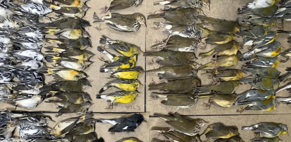 Esta foto proporcionada por Melissa Breyer muestra algunas de las aves muertas recolectadas en las cercanías del World Trade Center de Nueva York, el martes 14 de septiembre de 2021. Cientos de aves que migraron a través de la ciudad de Nueva York esta semana murieron después de estrellarse contra las torres de cristal de la ciudad. un evento de víctimas masivas destacado por los tweets de un voluntario de Audubon de la ciudad de Nueva York que muestran el World Trade Center lleno de cadáveres de aves. (Melissa Breyer vía AP)