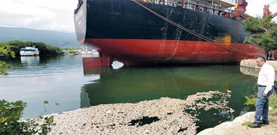 La muerte masiva de peces en torno al muelle de Barahona coincidió con la descarga de carbón mineral desde un buque.