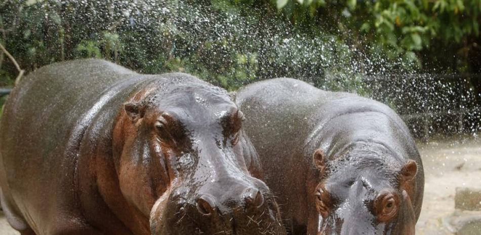 Con la donación, el producto fue aplicado a 24 hipopótamos que se suman a los 11 que ya habían sido esterilizados de forma tradicional antes. Foto EFE.