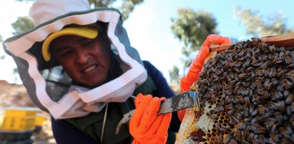 El apicultor Wilder Humérez realiza sus labores en el Centro Apícola "La Reina del Lago". EFE
