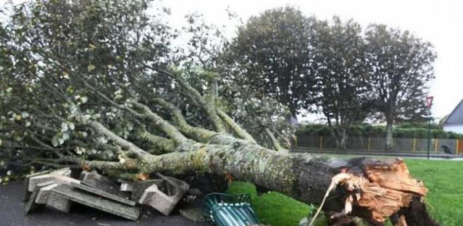 Un árbol arrancado por la tormenta Aurora en Plozevet, Francia, el 21 de octubre de 2021 Fred Tanneau AFP