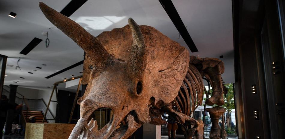 Esta foto de archivo tomada el 31 de agosto de 2021 muestra un triceratops expuesto antes de su subasta en la casa de subastas Drouot en octubre. "Big John", de 66 millones de años y el esqueleto de triceratops más grande jamás desenterrado con ocho metros de largo, fue vendido en una subasta a un coleccionista estadounidense el jueves por 6,6 millones de euros. El precio final alcanzado en la casa de subastas Drouot -5,5 millones de euros antes de comisiones- estuvo muy por encima de los 1,5 millones de euros previstos. Christophe ARCHAMBAULT / AFP