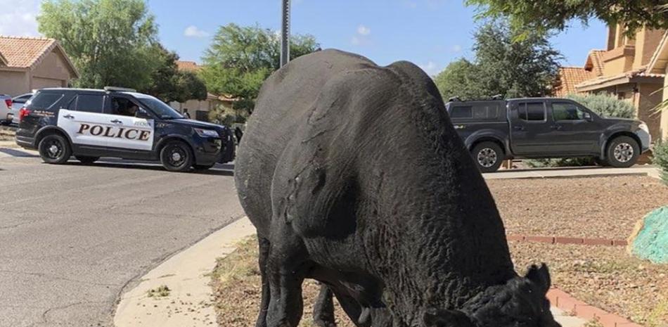En esta foto proporcionada por el Departamento de Policía de Tucson, el toro pasta en un vecindario residencial en Tucson, Arizona. Foto: AP.