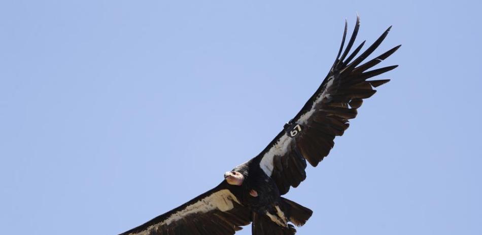 ARCHIVO - En esta foto de archivo del 21 de junio de 2017, un cóndor de California toma vuelo en Ventana Wilderness al este de Big Sur, California. Los cóndores de California en peligro de extinción pueden tener "nacimientos vírgenes", según un estudio publicado el jueves 28 de octubre. 2021. Investigadores de San Diego Zoo Wildlife Alliance dijeron que las pruebas genéticas confirmaron que dos pollos machos nacidos en 2001 y 2009 de huevos no fertilizados estaban relacionados con sus madres. Ninguno de los dos estaba relacionado con un macho (Foto AP / Marcio José Sánchez, Archivo).