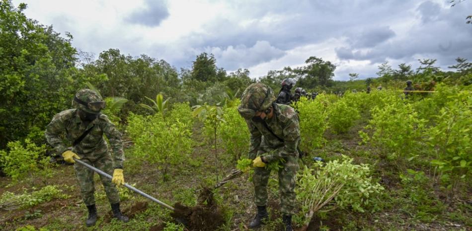En esta foto de archivo tomada el 30 de diciembre de 2020, soldados colombianos arrancan plantas de coca durante la erradicación de cultivos ilícitos en Tumaco, departamento de Nariño, Colombia. Unos 180 soldados que erradicaban los cultivos de drogas fueron retenidos por cultivadores de coca en la frontera de Colombia con Venezuela, dijo una fuente militar el 28 de octubre de 2021. Juan BARRETO / AFP