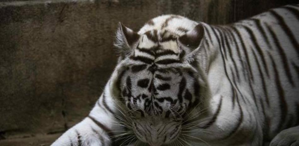 Nacen tres tigres blancos de bengala en el Zoológico de Nicaragua | Listín  Diario