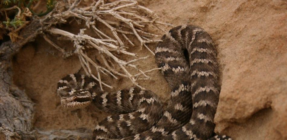 Serpiente pitviper Gloydius intermedius, del desierto de Gobi en Mongolia. (Nick Longrich)