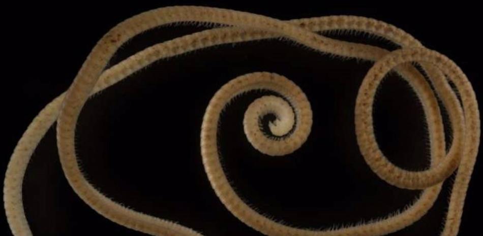 Perséfone Eumillipes hembra con 330 segmentos y 1,306 patas. - PAUL E. MAREK ET AL.