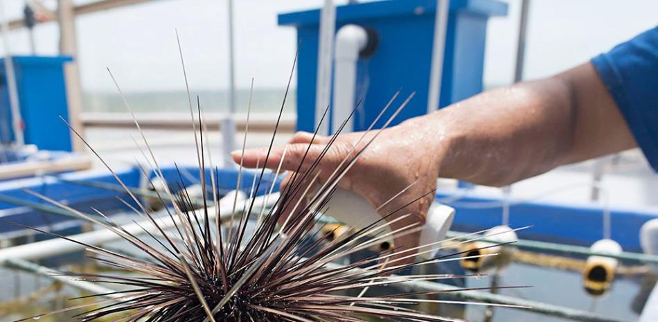 Fotografía cedida por el Acuario de Florida que muestra un erizo de mar de espinas largas, científicamente llamados, en un tanque de reproductores de reserva.

Foto: EFE/The Florida Aquarium
