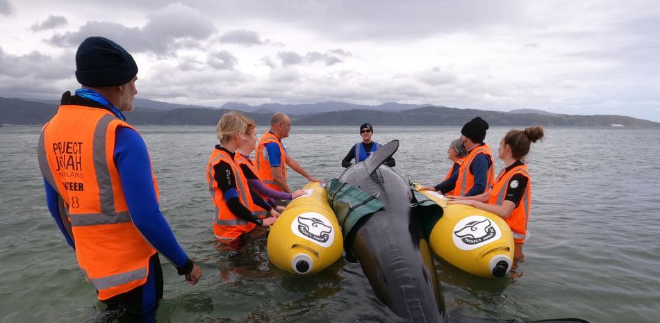 Esta foto tomada el 11 de diciembre de 2021 muestra a un grupo de voluntarios del Proyecto Jonah, una organización benéfica de rescate de ballenas de Nueva Zelanda, a la que un instructor de grupo les enseña cómo salvar a una ballena varada en Scorching Bay en Wellington. Los varamientos reales son demasiado comunes en Nueva Zelanda, que tiene una de las tasas más altas del mundo, con unos 300 animales varados anualmente.
Marty MELVILLE / AFP