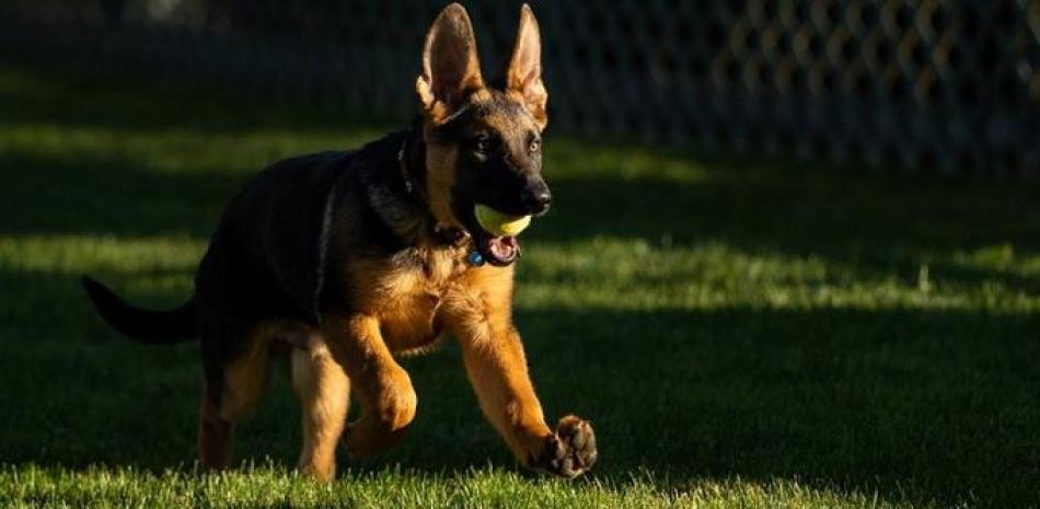 Nueva mascota del presidente de Estados Unidos, Joe Biden. / Twitter