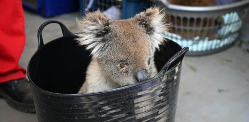 Koala bebé, LD