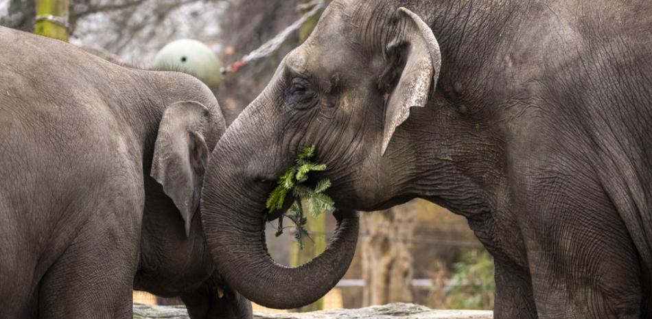 Los elefantes se alimentan de árboles de Navidad en su recinto en el zoológico de Berlín, Alemania, el 29 de diciembre de 2021. 

Foto: Odd Andersen/ AFP
