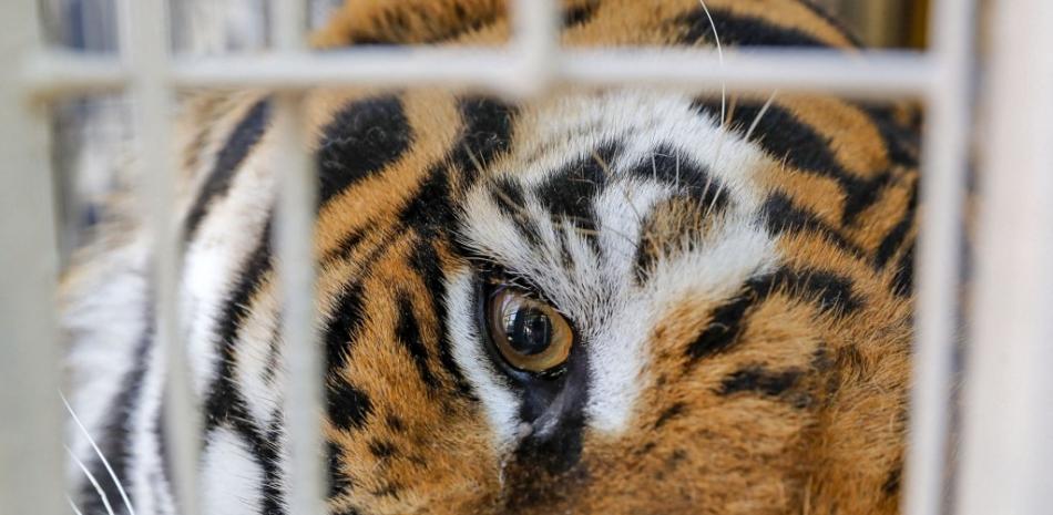 Un tigre de Bengala llamado Charly es visto en el Zoológico de Buin en Buin, Chile, el 28 de diciembre de 2021. 
Foto: JAVIER TORRES / AFP