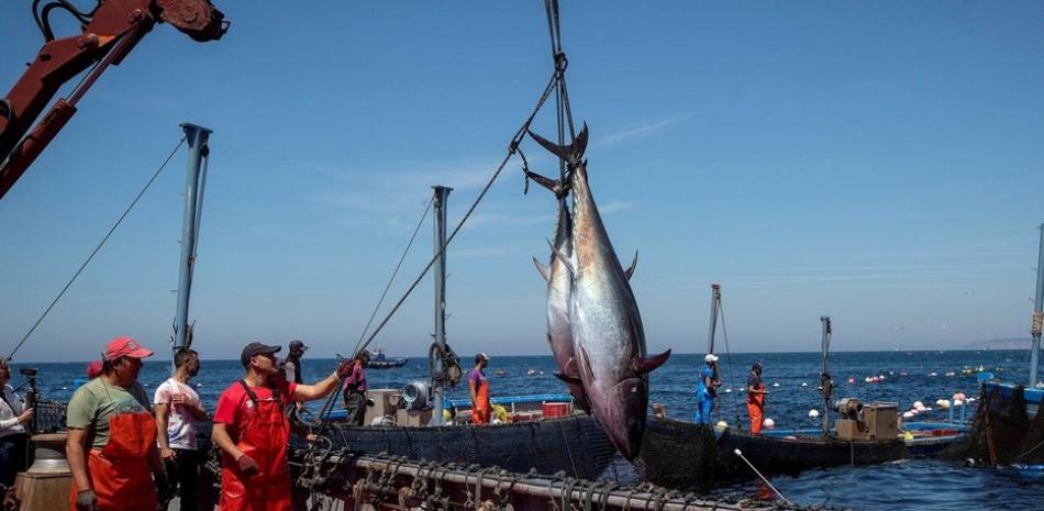 Pesca de atún en Cádiz.

Foto: EFE/Archivo