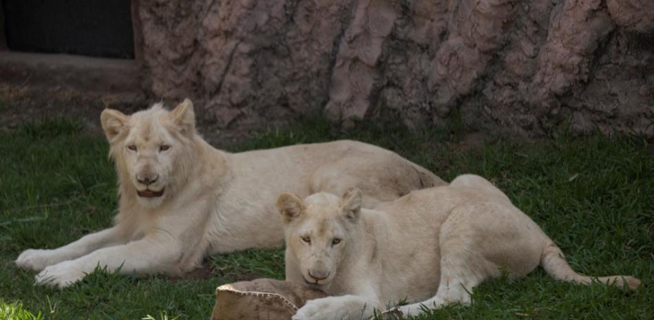 Una joven pareja de leones blancos -Kimba (L) y Zamara, un macho y una hembra de doce y once meses respectivamente- se exhibe en el Zoológico Parque de las Leyendas en Lima el 4 de enero de 2022.

Foto: Cris BOURONCLE / AFP