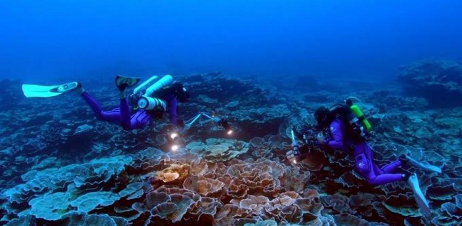 Coral descubierto frente a las costas de Tahití. Foto: UNESCO