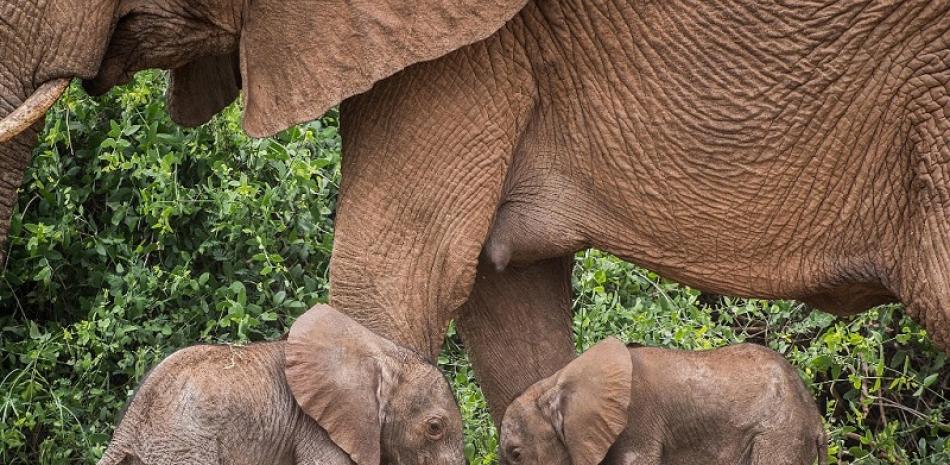 Esta foto del folleto tomada por Save the Elephants el 17 de enero de 2022 y distribuida el 20 de enero de 2022 muestra a una elefanta llamada Bora caminando con sus gemelos recién nacidos en la Reserva Nacional de Samburu, en el norte de Kenia. Una elefanta dio a luz a mellizos en Kenia en un momento raramente visto entre las especies en peligro de extinción, dijeron los conservacionistas.
Solo uno de cada 100 nacimientos de elefantes da como resultado gemelos, lo que hace que la llegada de estas crías, un macho y una hembra, sea un momento de nervios y celebración.

Jane Wynyard / SALVAR A LOS ELEFANTES / AFP