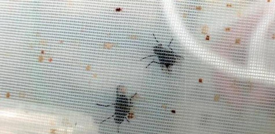 Captura de video que muestra la mosca invasora parasítica Philornis downsi en la Fundación Charles Darwin, en octubre de 2021 en Santa Cruz, Galápagos (Ecuador). EFE/Juan Francisco Chávez
