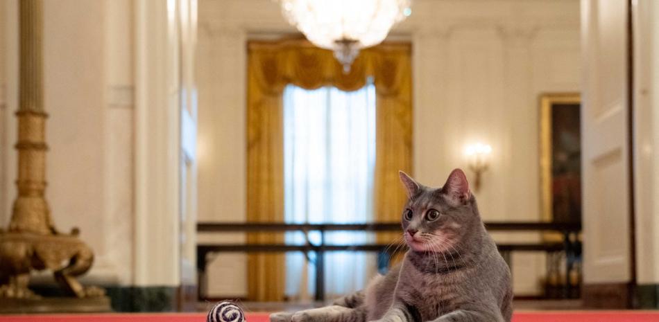 Esta imagen sin fecha, cortesía de la Casa Blanca, muestra al nuevo gato presidencial "Willow". 

Foto: AFP / La Casa Blanca