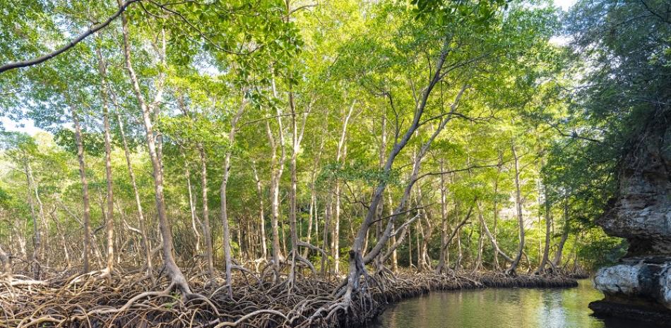Los Haitises. Antes de juntarse con el río Jibales y desembocar en la Bahía de San Lorenzo, al norte de Hato Mayor, el río Caño Hondo ofrece uno de los paseos entre bosques de manglares más espectaculares de República Dominicana. Istock