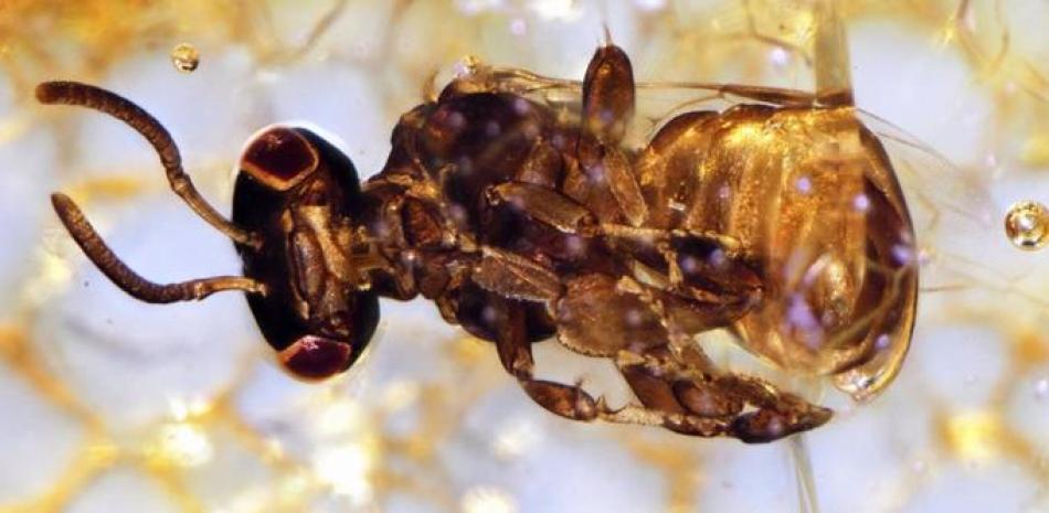 Una de las nuevas especies de abeja descubiertas.  © Senckenberg Institute