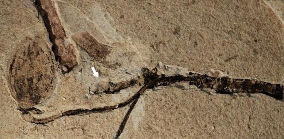 La foto proporcionada por el Instituto de Geología y Paleontología de Nanjing de la Academia de Ciencias de China muestra el fósil y el botón floral enterrado marcado con una flecha.