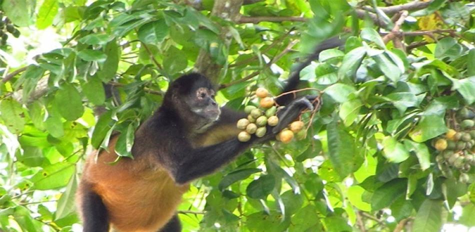 Mono araña de manos negras en Panamá. Foto: EP