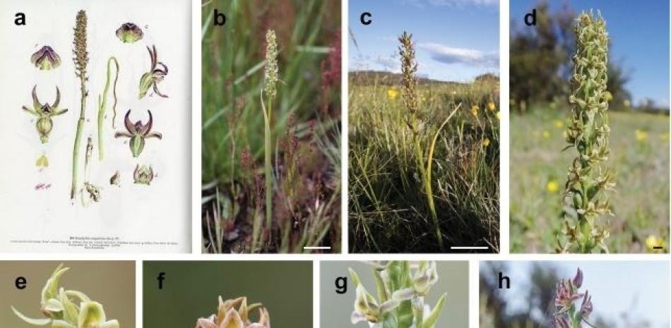 Variación de color, número de flores y densidad de las inflorescencias de Prasophyllum retroflexum, en comparación con una ilustraciónDe P. Morganii. No se sabe que existan fotos de P. Morganii. - L. AND M.J. CARRIGAN (D, H) AND T. HAYASHI.