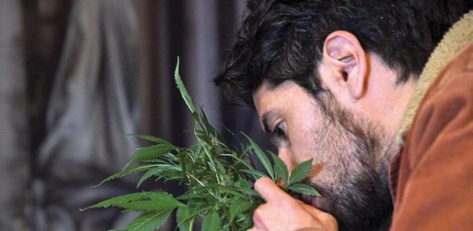 Hombre oliendo planta de marihuana. Foto: AFP