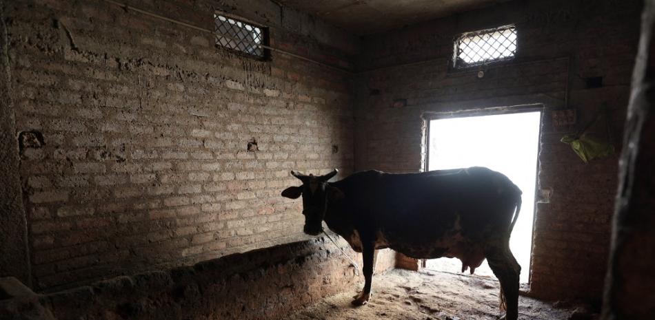 En esta fotografía tomada el 4 de marzo de 2022, una vaca se encuentra dentro de la granja lechera del granjero Suresh Sisodia en el pueblo de Mayakhedi, en las afueras de Indore.

Foto: Gagan Nayar/ AFP