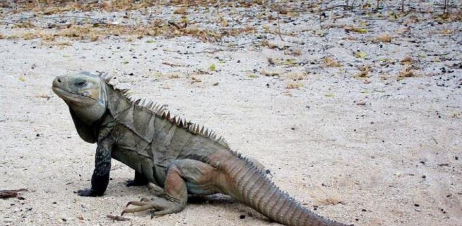 Iguana Ricord, es una especie de lagartos que vive en las áreas más secas de la isla. En la actualidad se encuentra en peligro crítico/ Getty Images