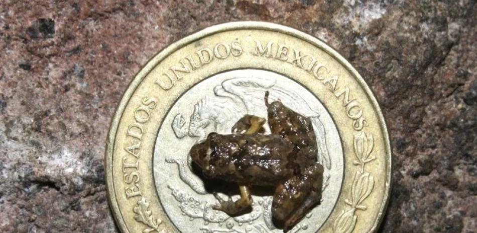 Una de las nuevas ranas sobre una moneda de un peso mexicano. © Universidad de Cambridge