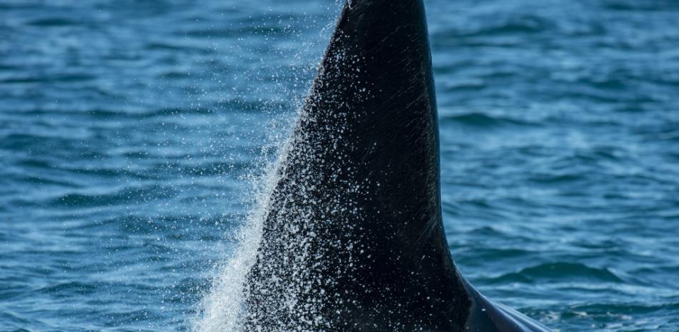 En esta foto de archivo tomada el 5 de abril de 2022, la cola de una ballena franca crea un chapoteo mientras realiza un golpe de cola en el agua, como se ve desde el barco de investigación "Shearwater", durante una expedición de investigación de ballenas francas con el Centro para la pesca costera. Estudios (permiso NOAA 25740-01) en la bahía de Cape Cod, frente a la costa de Massachusetts. 

Foto: José Prezioso / AFP