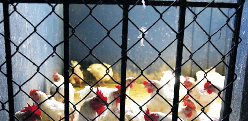 La influenza aviar es mortal para los pollos. ARCHIVO /LD