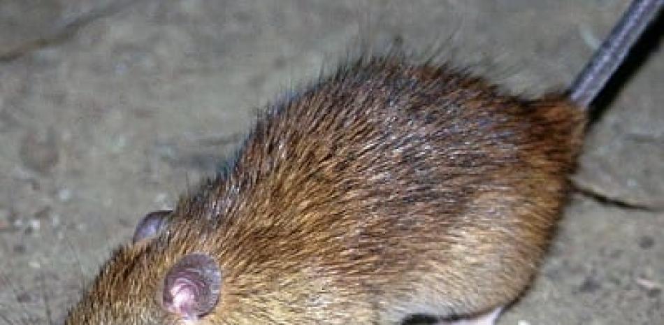 La rata negra (Rattus rattus) es una de las 56 especies de rattus más comunes del mundo. Foto: Europa Press