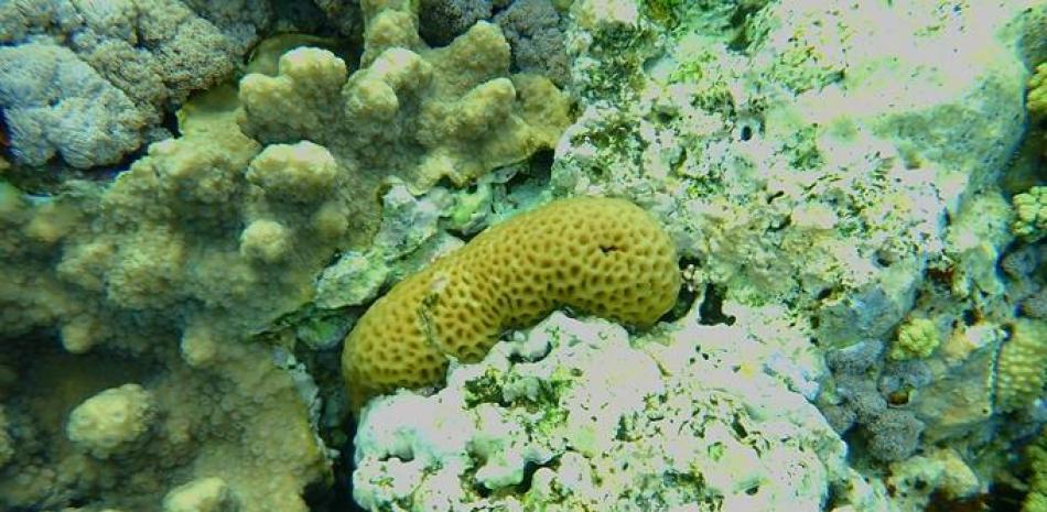 Imagen de un coral Plesiastrea.  Istock / LD